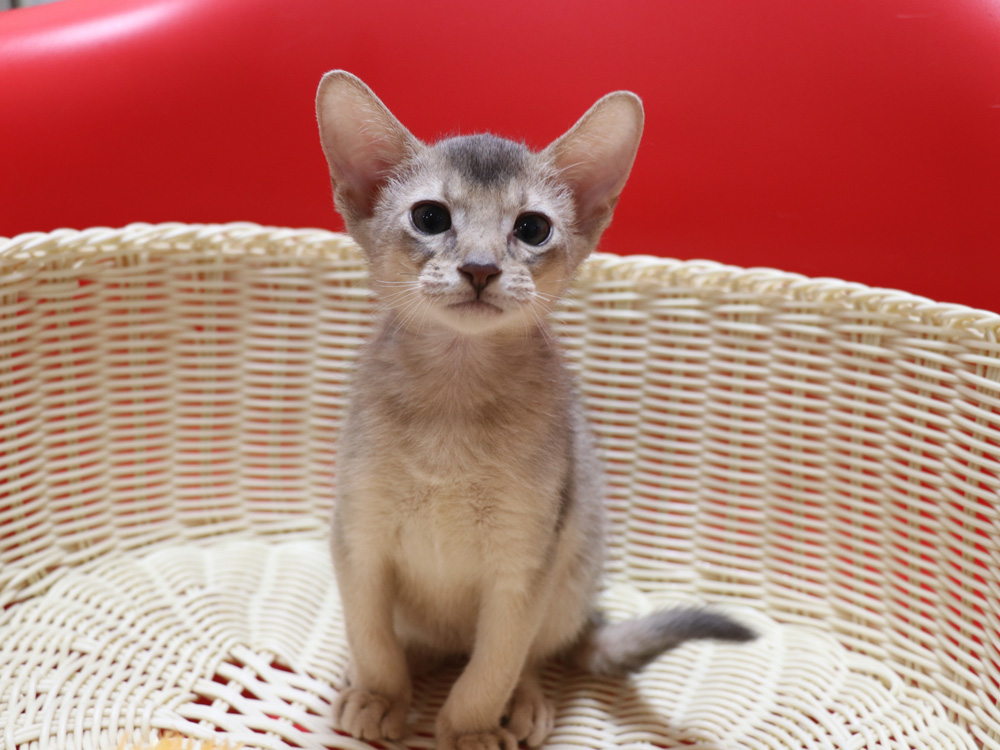 アビシニアンの子猫画像