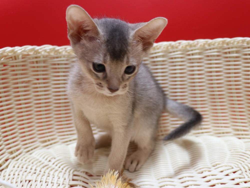 アビシニアンの子猫画像