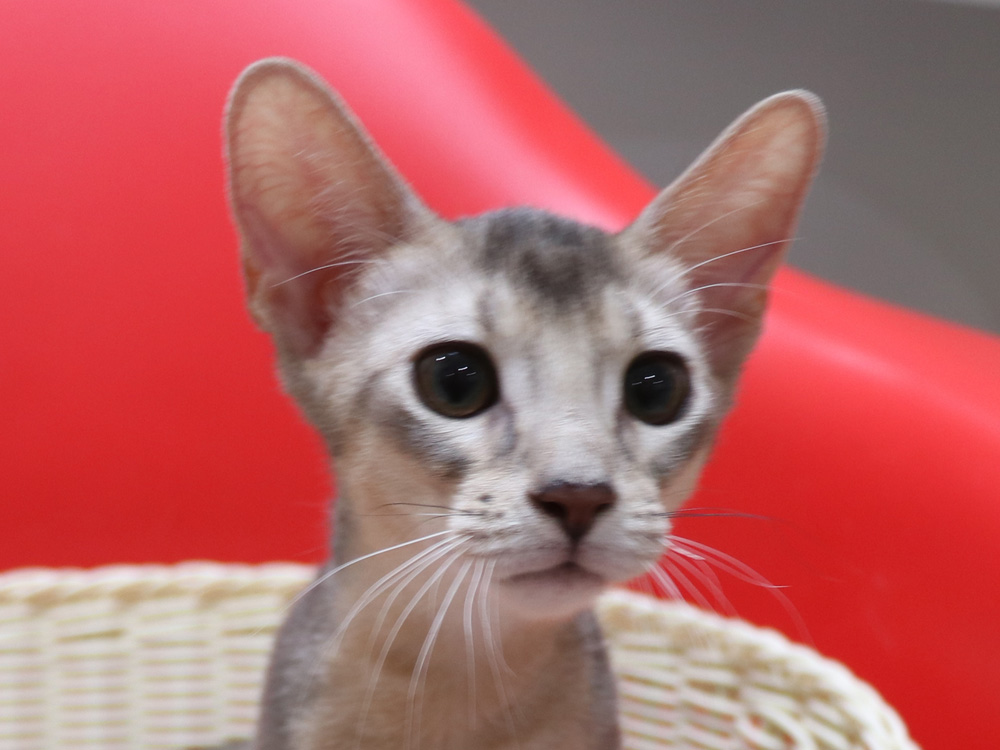 アビシニアンの子猫画像