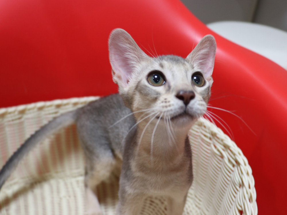 アビシニアンの子猫画像