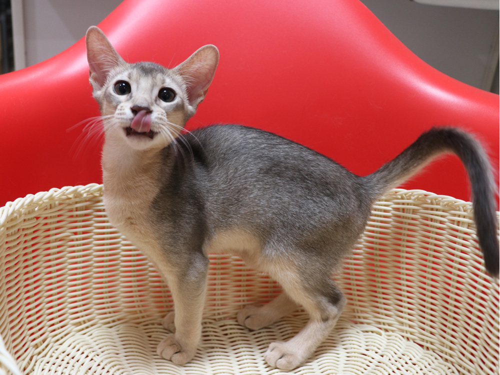 アビシニアンの子猫画像