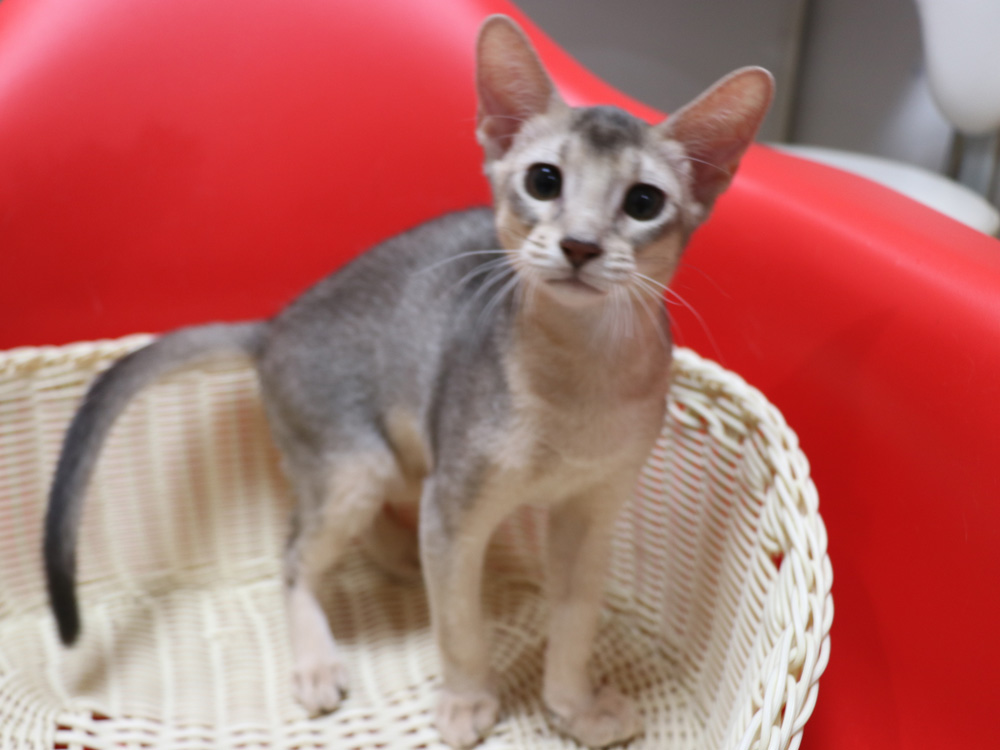 アビシニアンの子猫画像