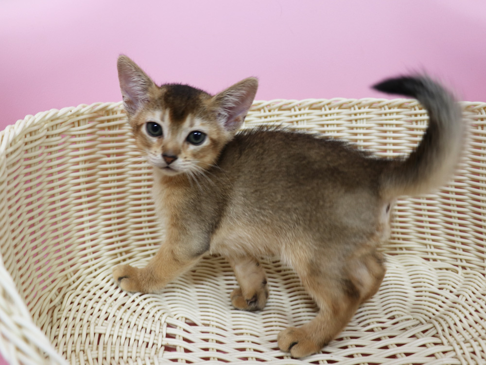 アビシニアンの子猫画像