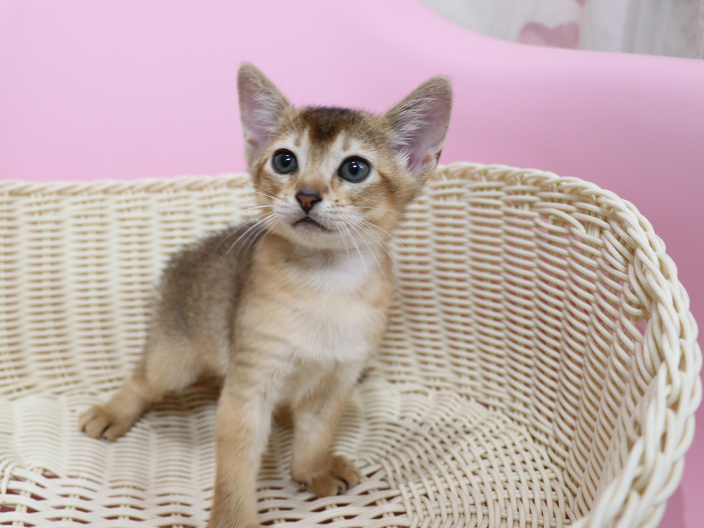アビシニアンの子猫画像