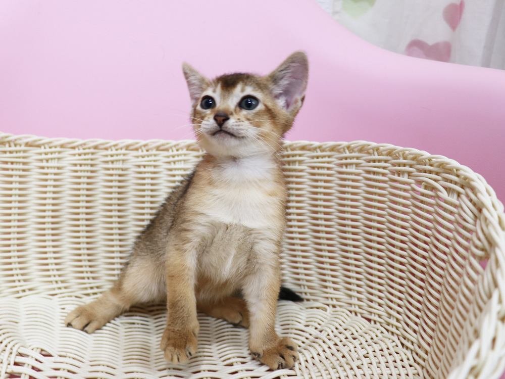 アビシニアンの子猫画像