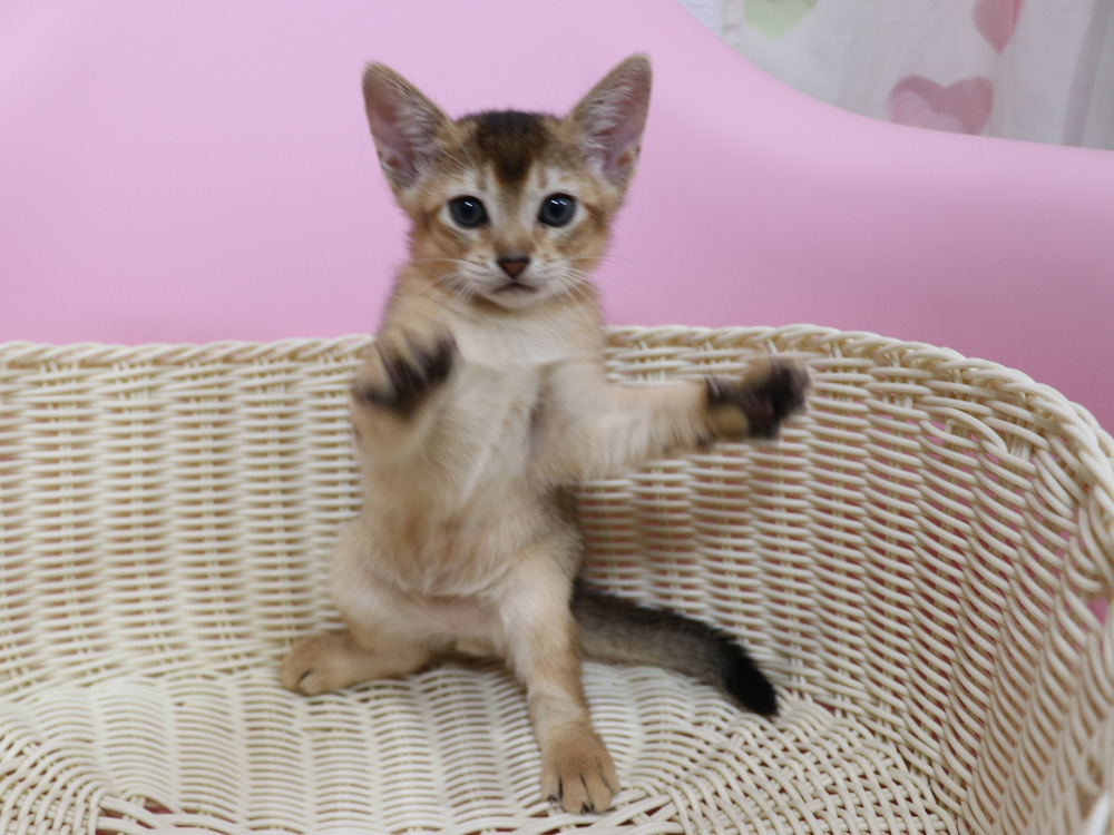 アビシニアンの子猫画像