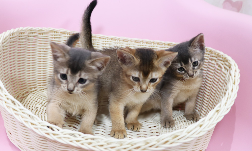 アビシニアンの子猫画像