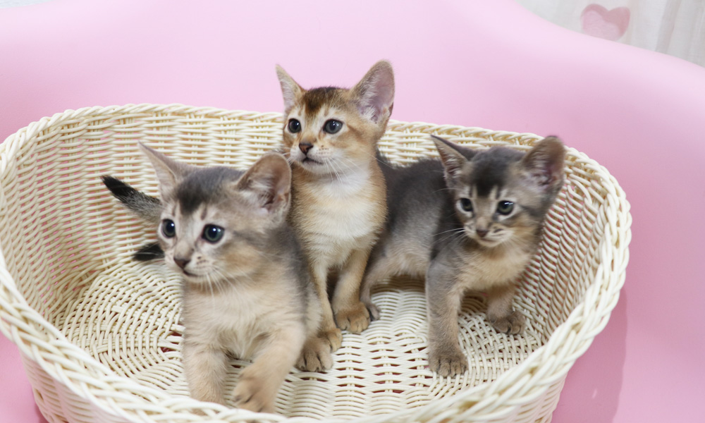 アビシニアンの子猫画像