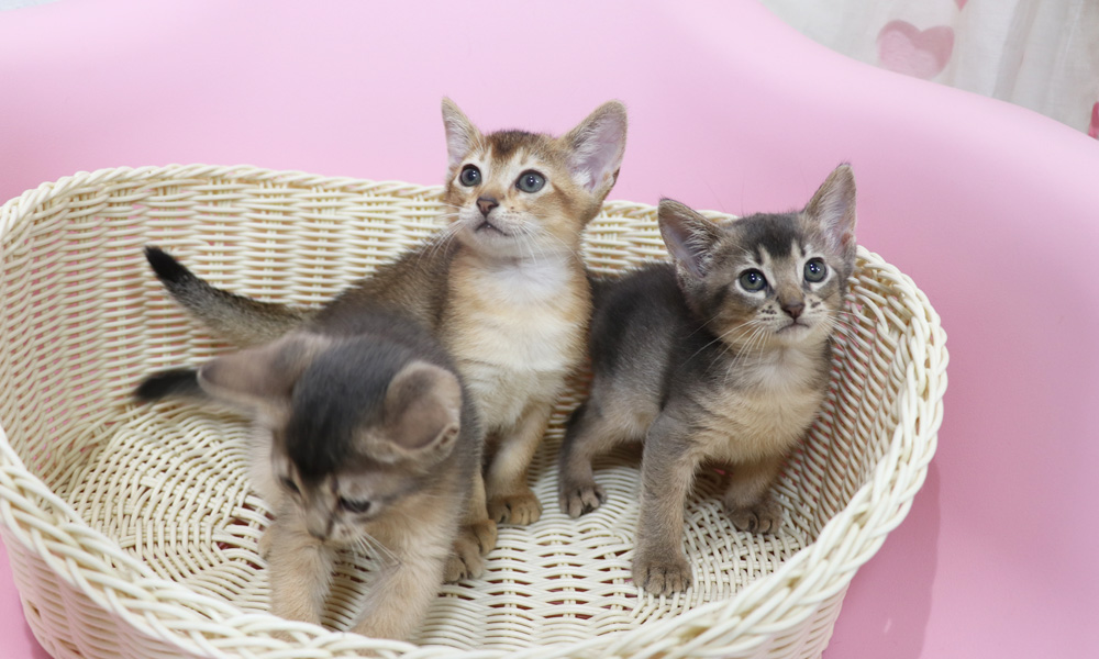 アビシニアンの子猫画像