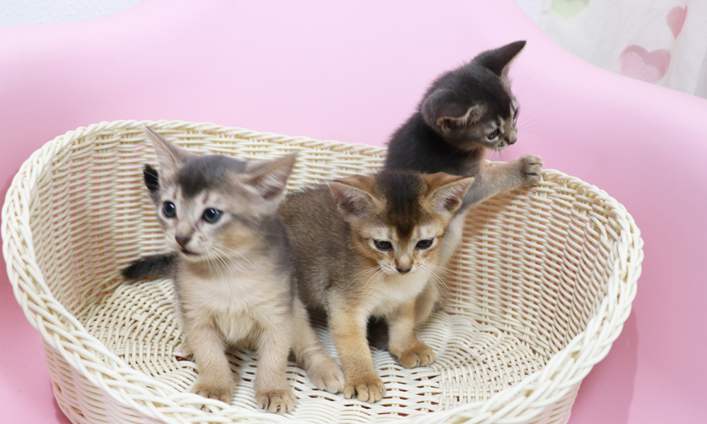 アビシニアンの子猫画像