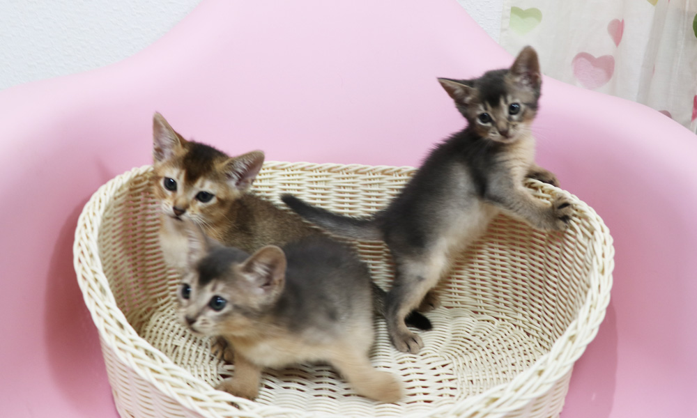 アビシニアンの子猫画像