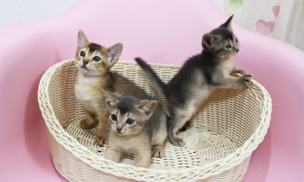 アビシニアンの子猫画像