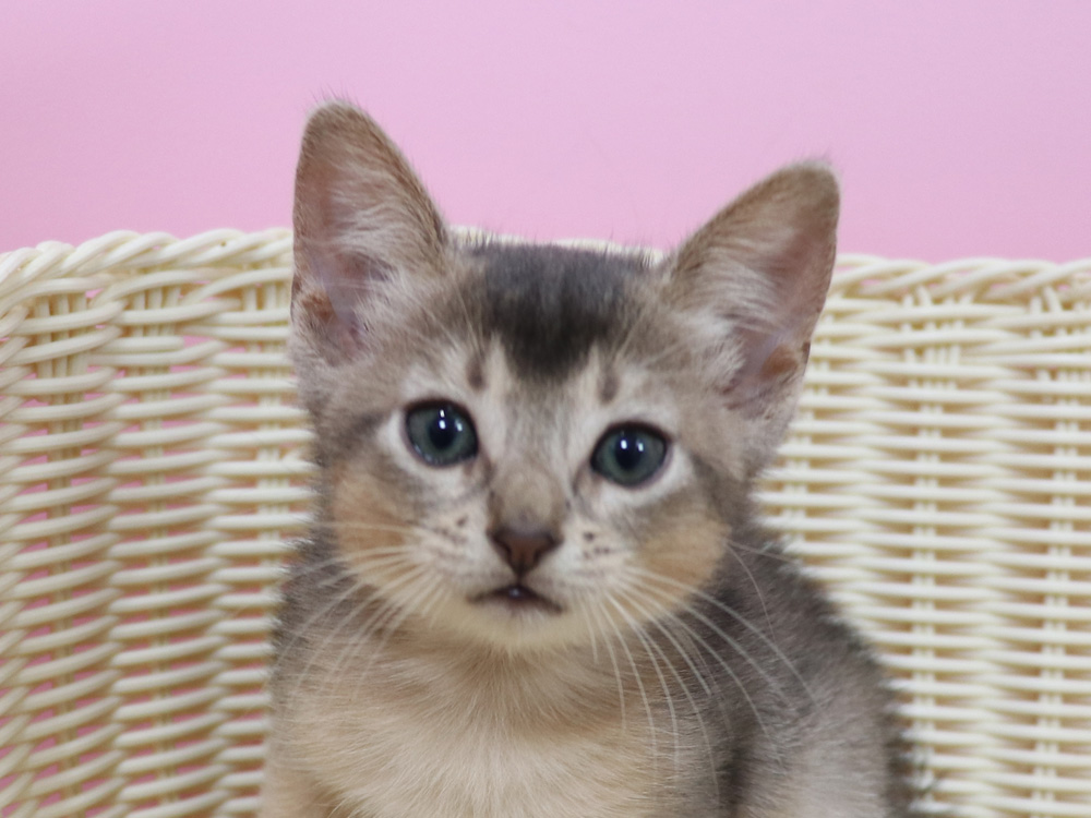 アビシニアンの子猫画像
