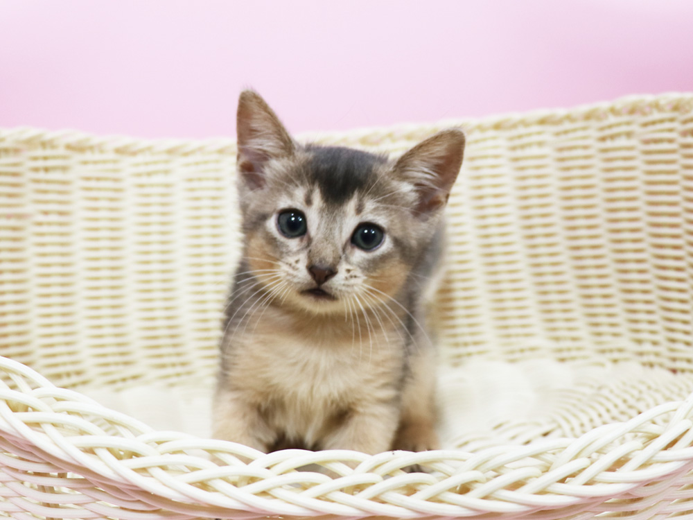 アビシニアンの子猫画像
