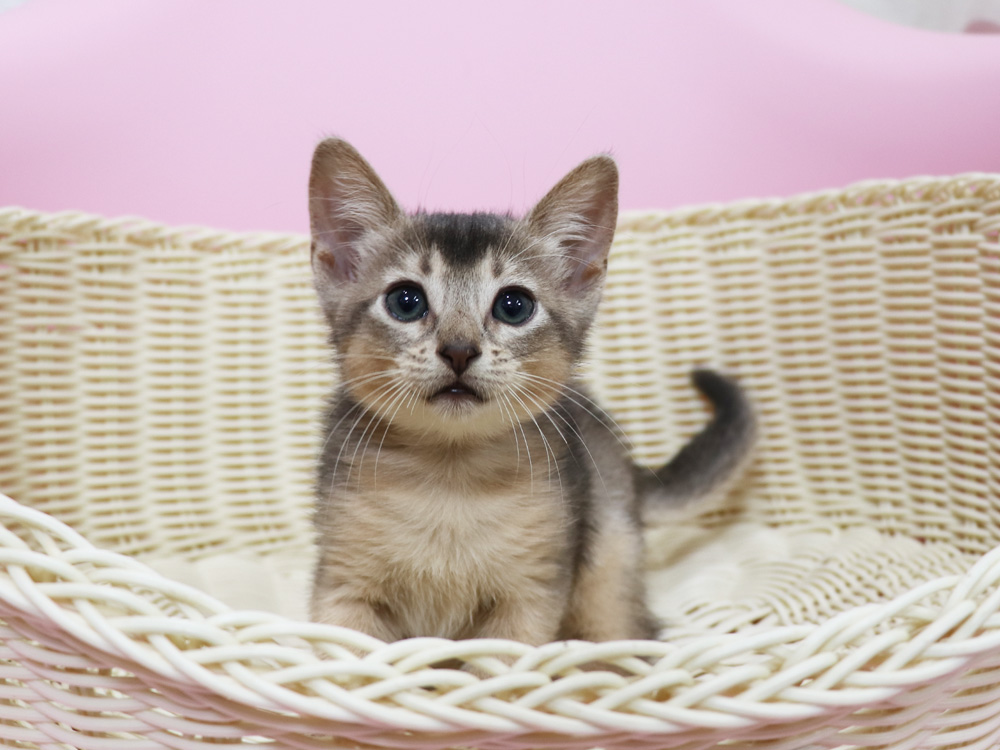 アビシニアンの子猫画像