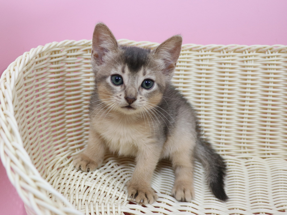 アビシニアンの子猫画像