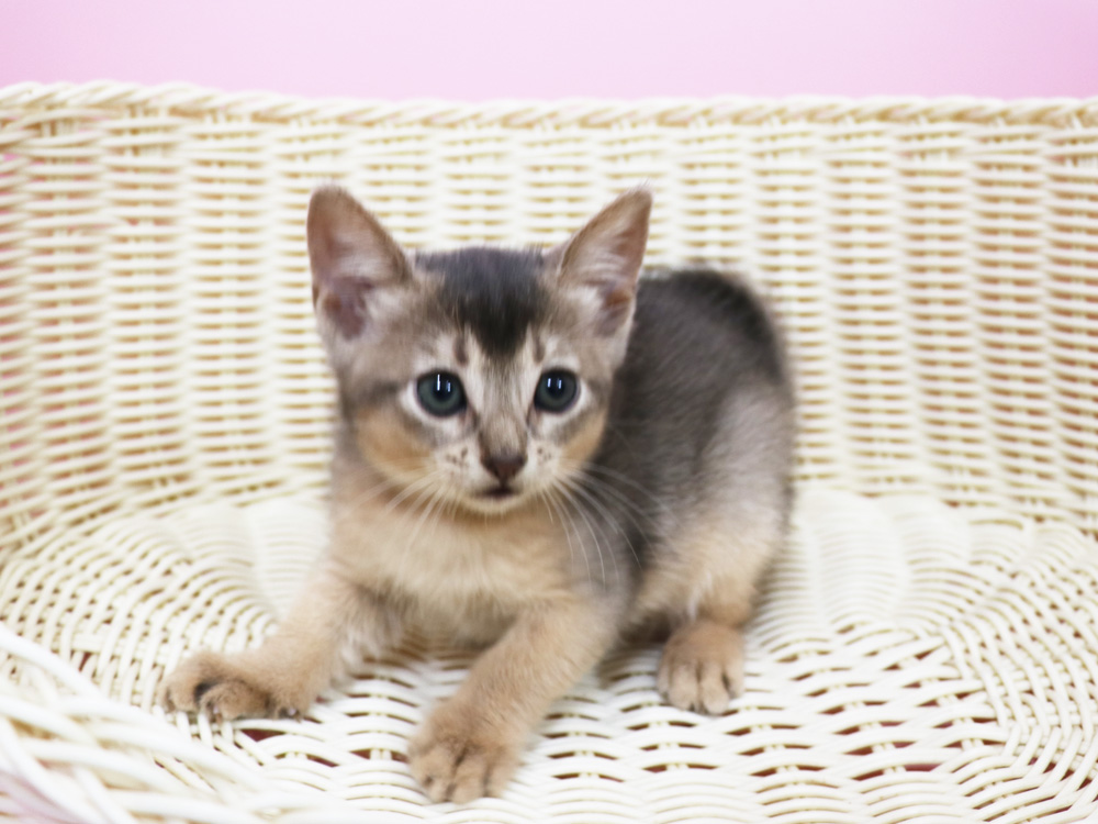 アビシニアンの子猫画像