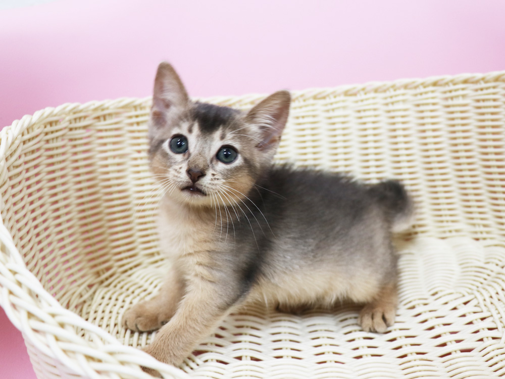 アビシニアンの子猫画像