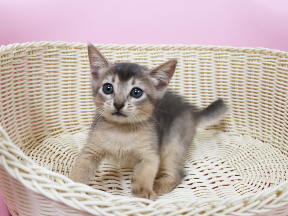 アビシニアンの子猫画像
