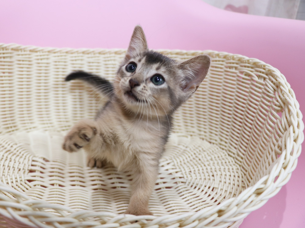 アビシニアンの子猫画像