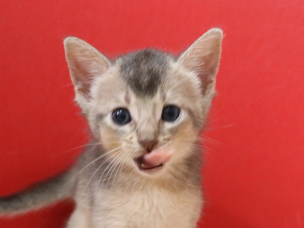 アビシニアンの子猫画像