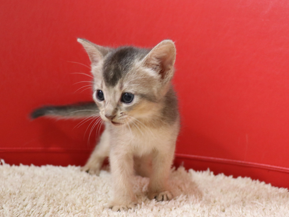 アビシニアンの子猫画像