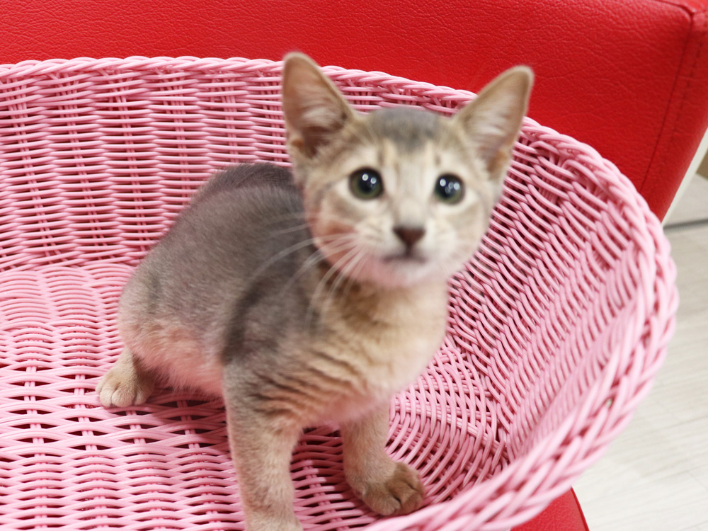 アビシニアンの子猫画像