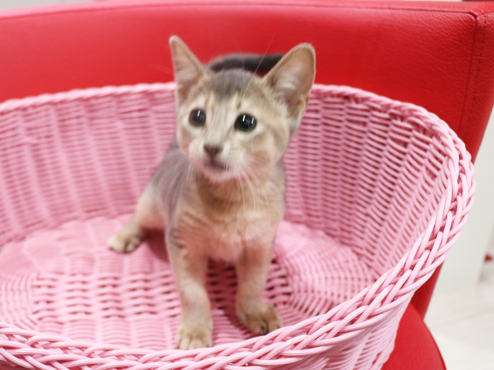 アビシニアンの子猫画像