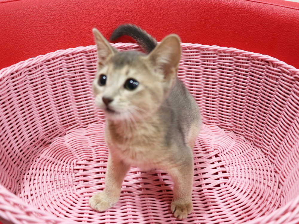 アビシニアンの子猫画像