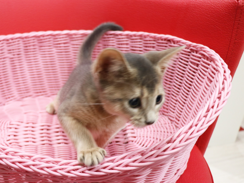 アビシニアンの子猫画像