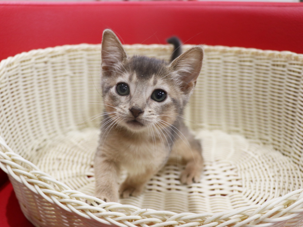 アビシニアンの子猫画像
