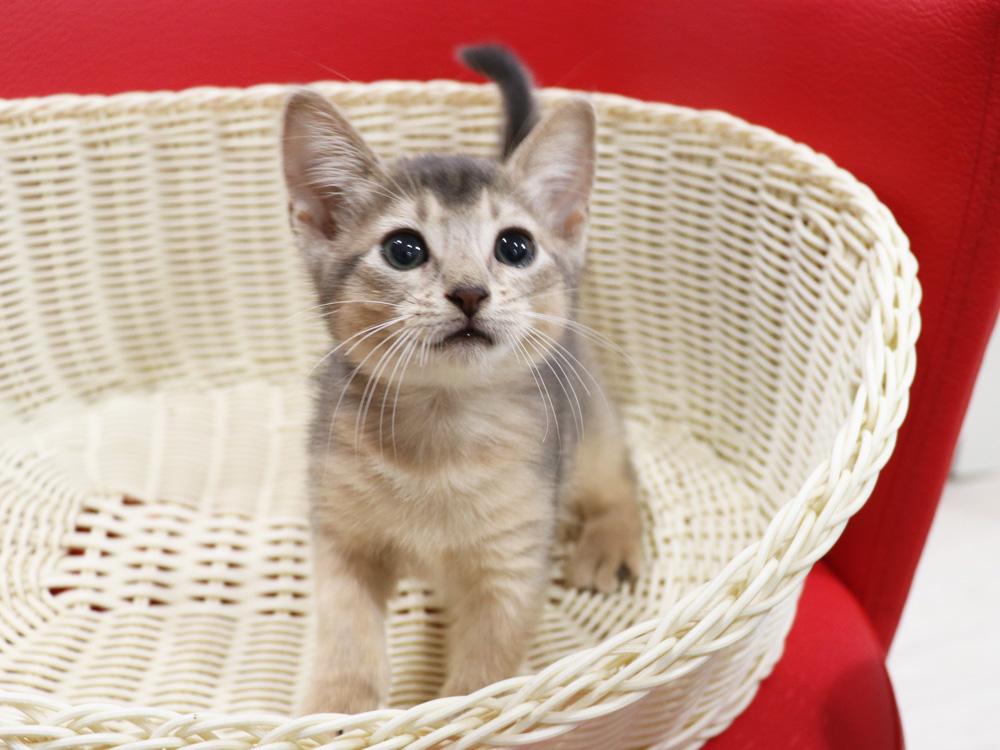 アビシニアンの子猫画像