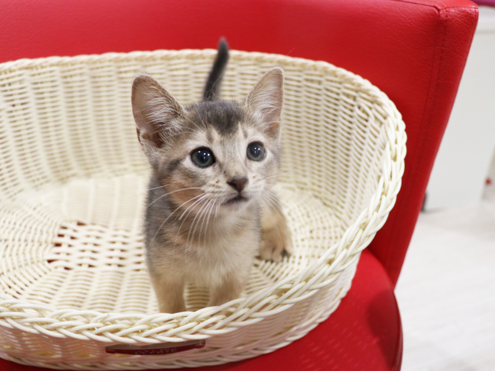 アビシニアンの子猫画像
