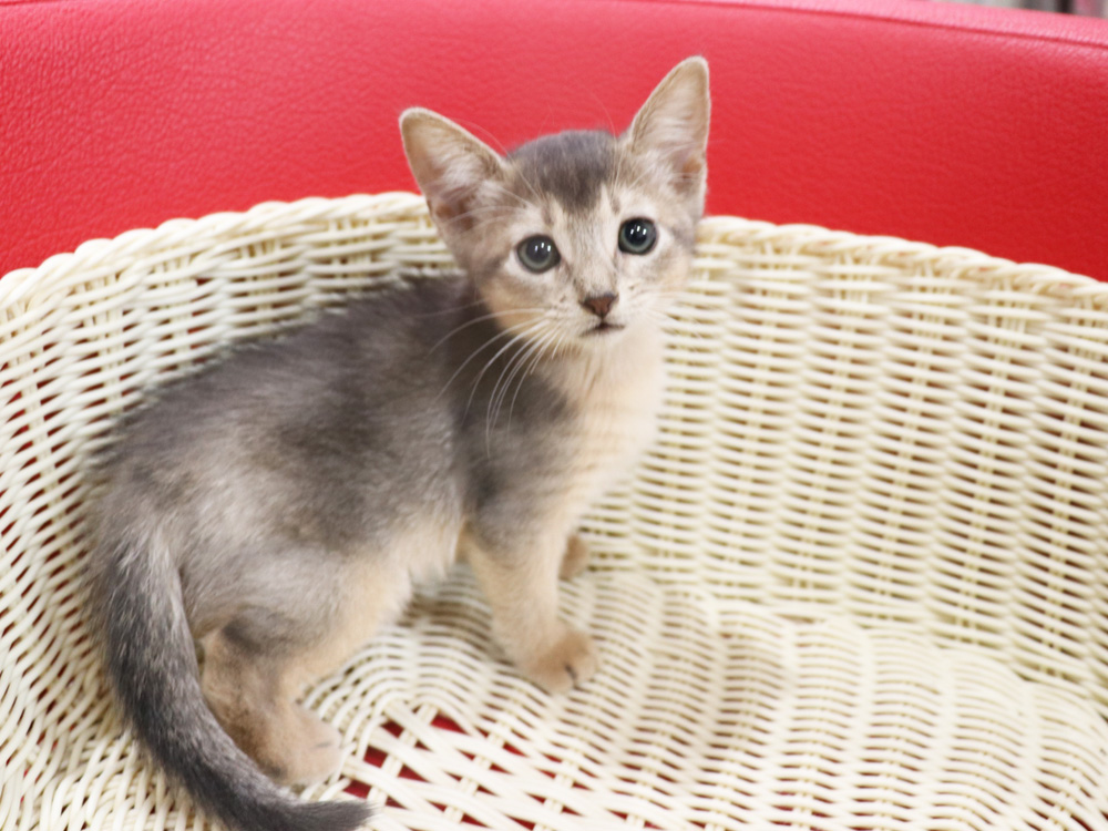 アビシニアンの子猫画像