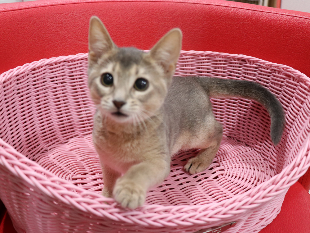 アビシニアンの子猫画像