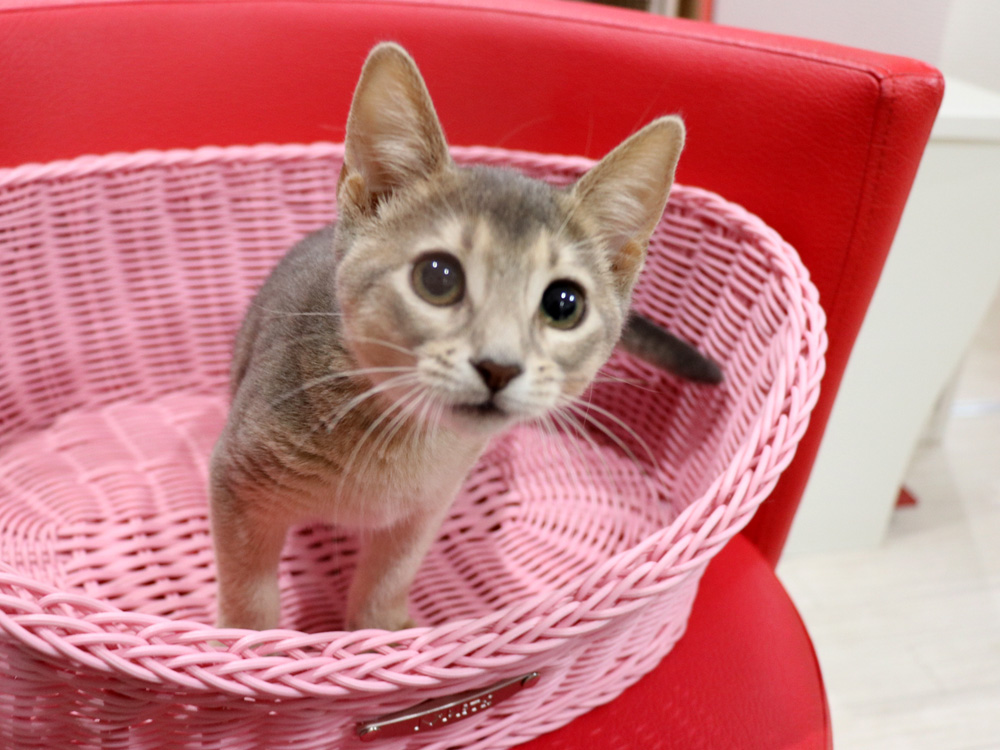 アビシニアンの子猫画像