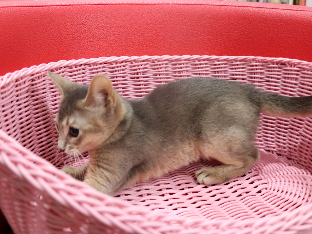 アビシニアンの子猫画像