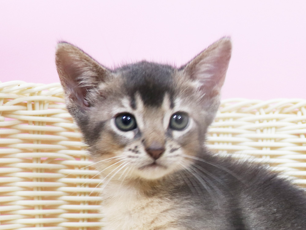 アビシニアンの子猫画像