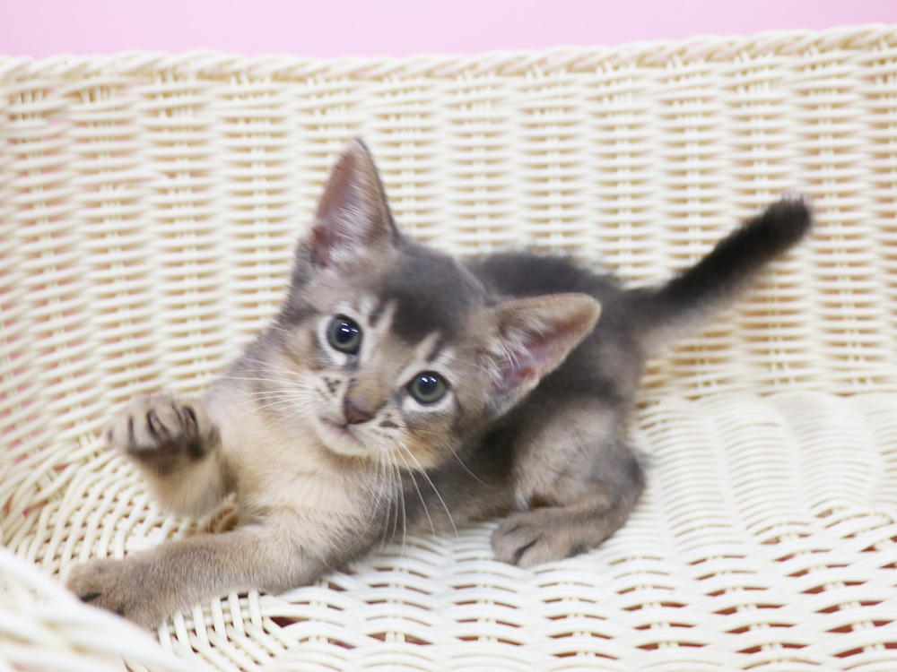 アビシニアンの子猫画像