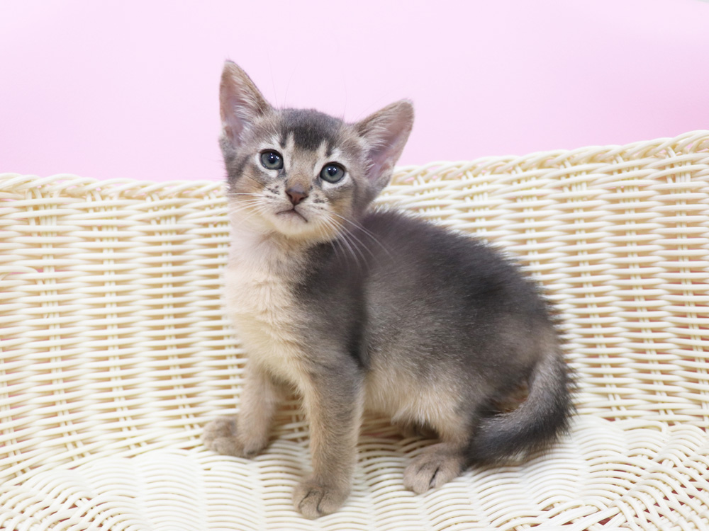 アビシニアンの子猫画像