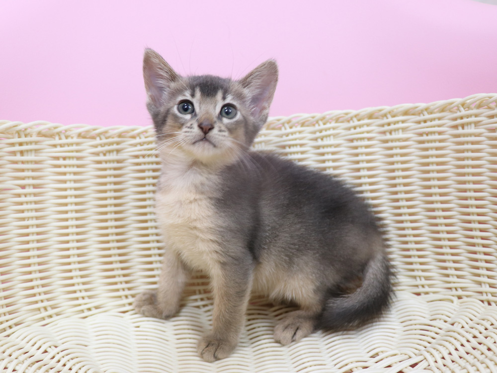 アビシニアンの子猫画像