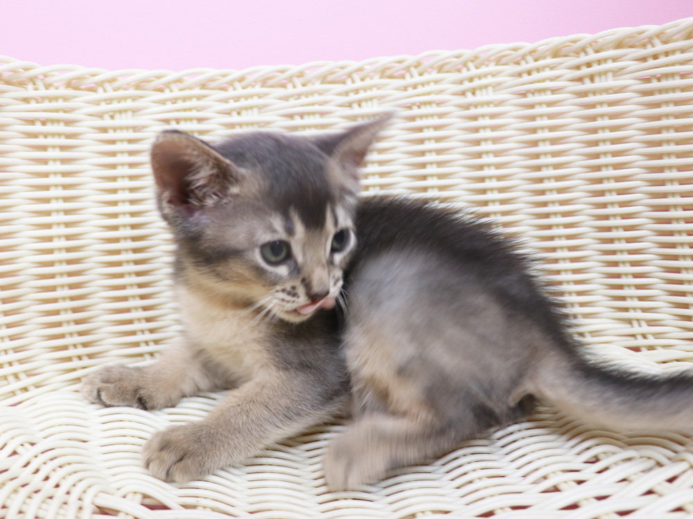 アビシニアンの子猫画像
