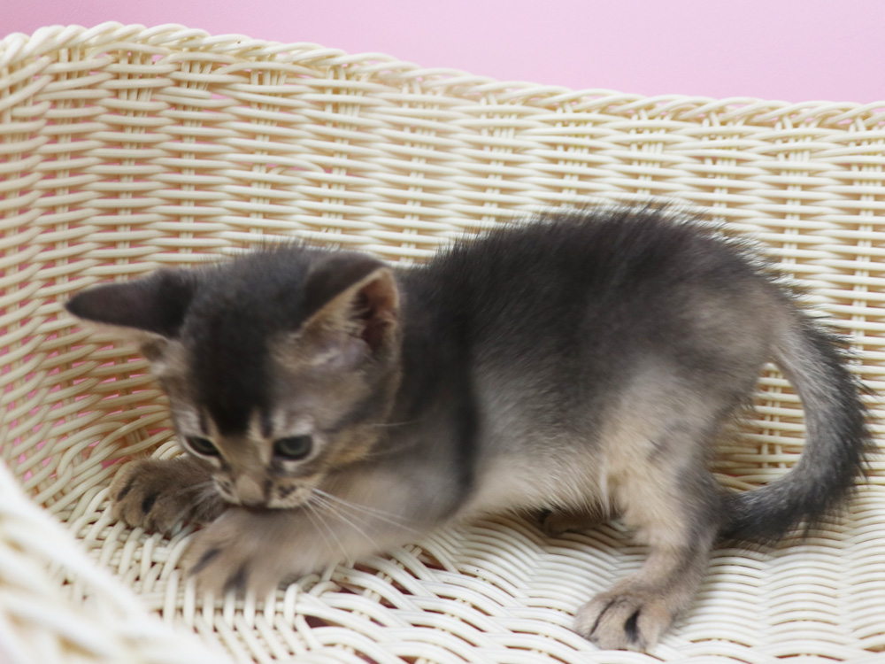 アビシニアンの子猫画像