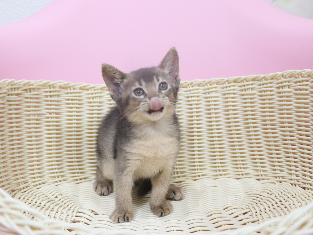 アビシニアンの子猫画像