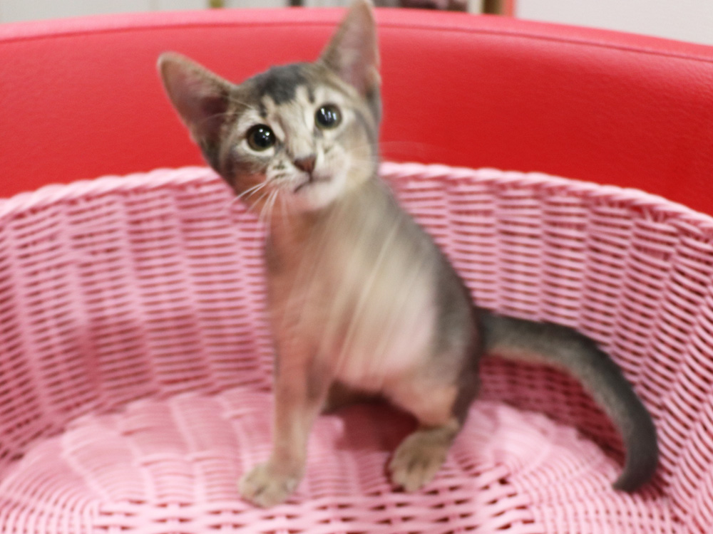 アビシニアンの子猫画像