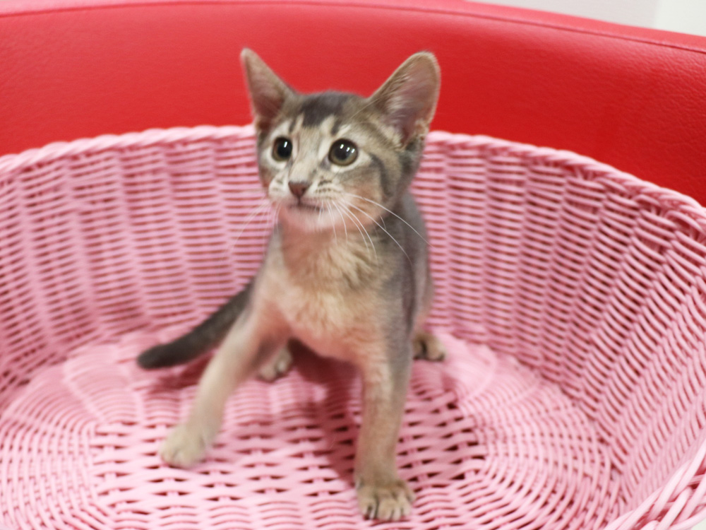 アビシニアンの子猫画像