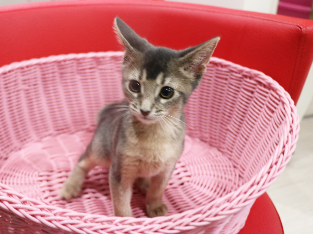 アビシニアンの子猫画像