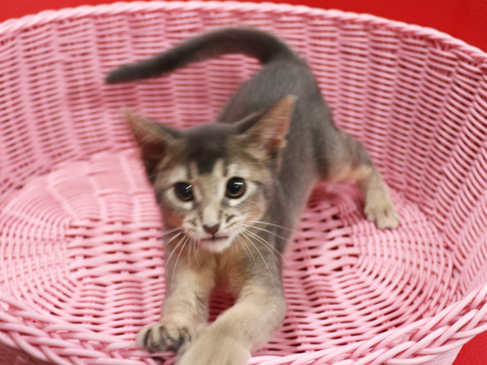 アビシニアンの子猫画像
