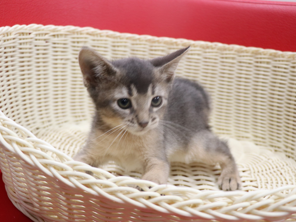 アビシニアンの子猫画像