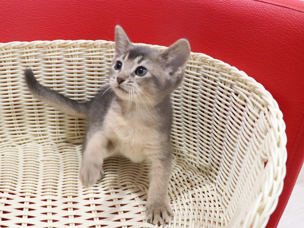 アビシニアンの子猫画像
